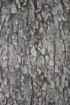 Wood texture