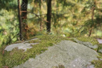 Forest on the stone