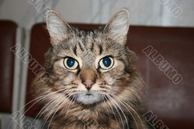 My cat Musya