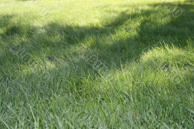 Green Grass texture