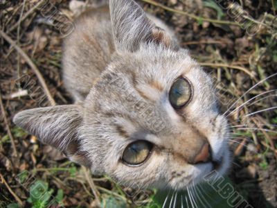 Grey head of cat
