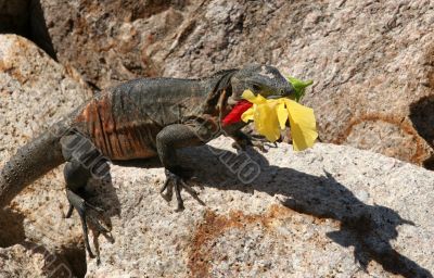 Iguana with a flower