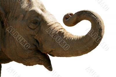 Elephant head