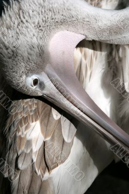 Pelican