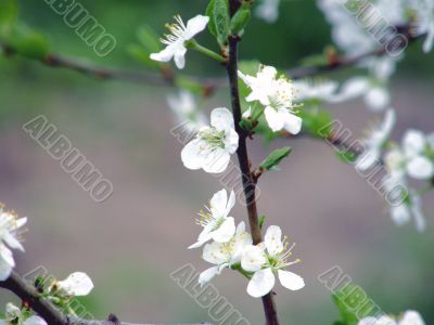 blossom cherry-tree