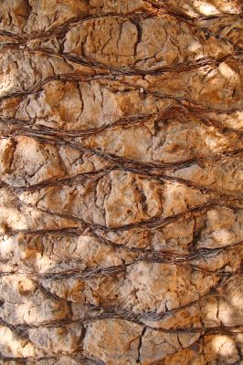 palm tree bark