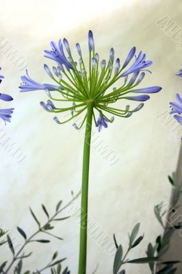 Agapanthus