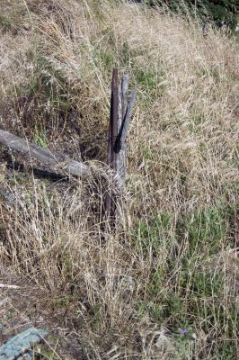 Dry grass