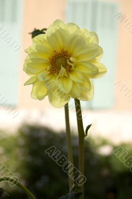 Large backlit daisy