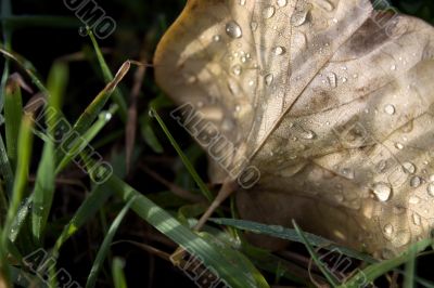 Morning dew