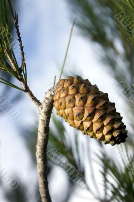 Pine cone