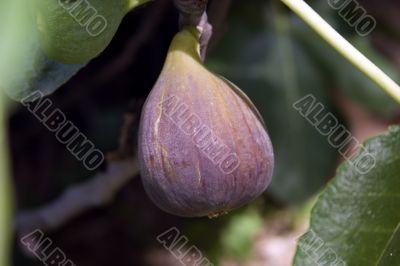 Purple fig