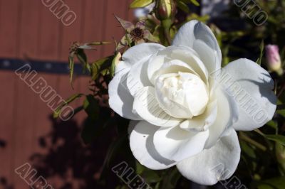 Summer rose
