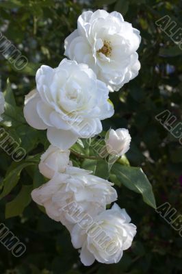 Summer roses