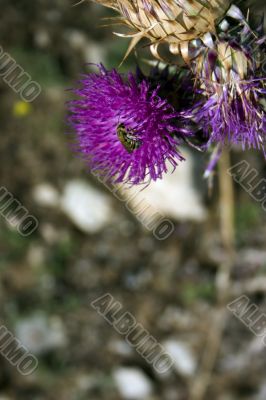 Thistle with bee