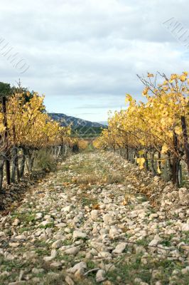 Vineyard in autumn