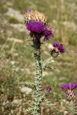 Wild thistle