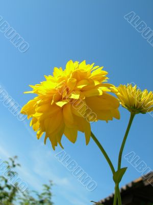 Beautiful yellow flowers