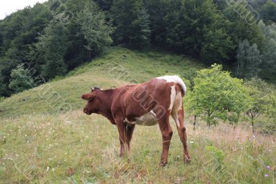Rural life