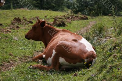 Rural life