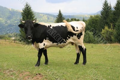 Rural life