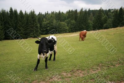 Rural life