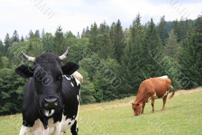 Rural life