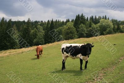 Rural life