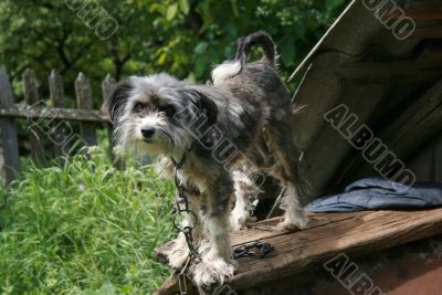 Grey cute dog