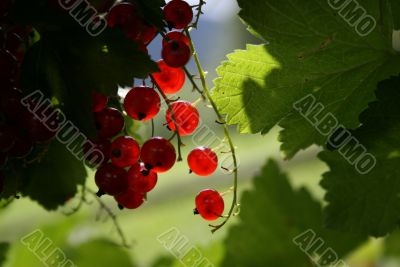 Bright red currant