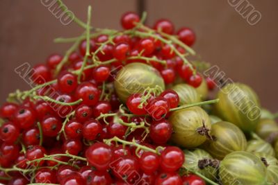 gooseberries and currants
