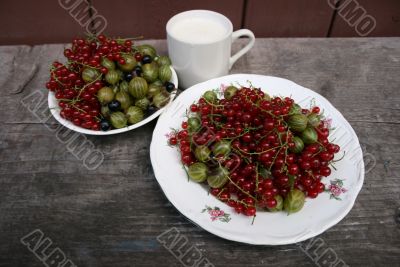 gooseberries and currants