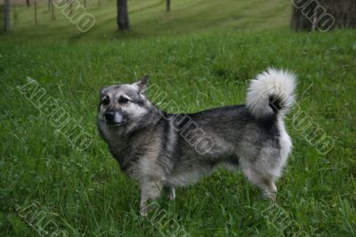 Grey dog and grass