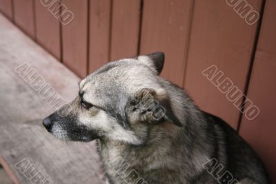 Grey dog