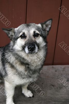 Grey dog