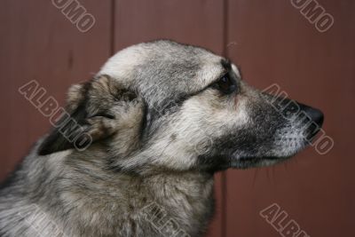 Grey dog portrait
