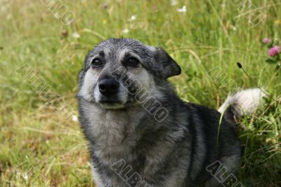 Grey dog and grass