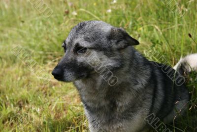 Grey dog and grass