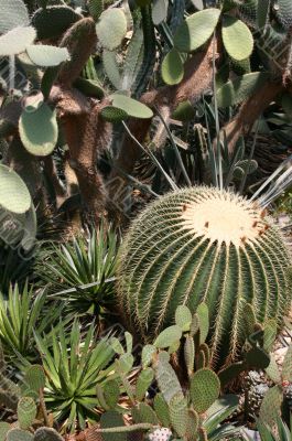 barrel cactus
