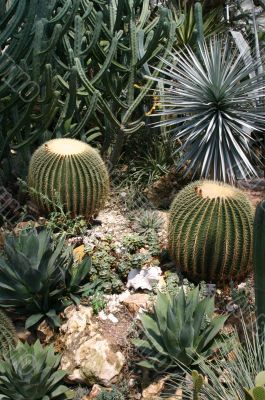 barrel cactus