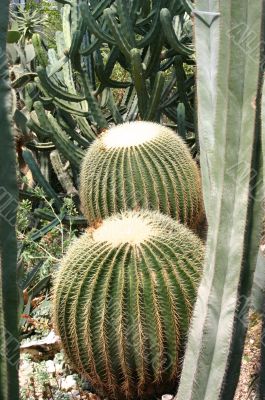 barrel cactus