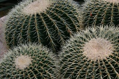 barrel cactus