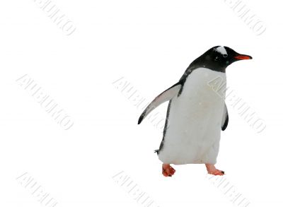 Gentoo penguin, isolated