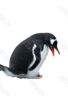 Penguin guarding her nest and egg, isolated