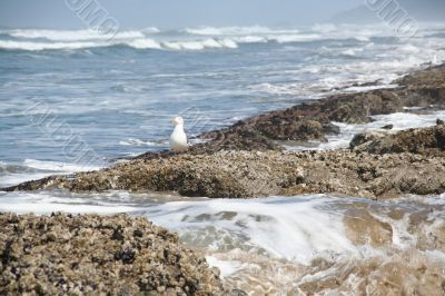 Western gull and barnacle reef