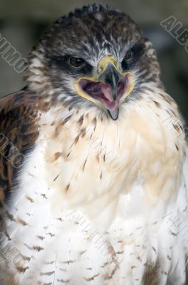 Ferruginous Buzzard