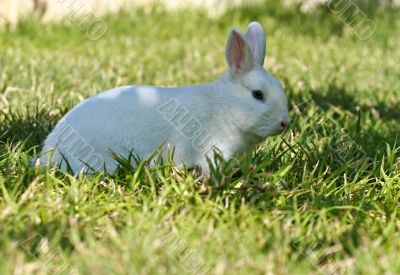 Rabbit