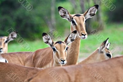 Impala antelopes