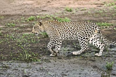 leopard