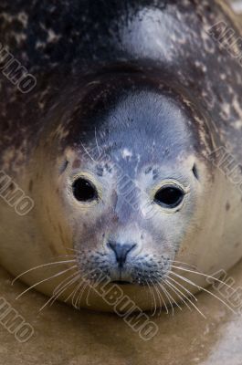 Harbour Seal